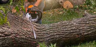 Why Choose Our Tree Removal Services in Brandon, FL?