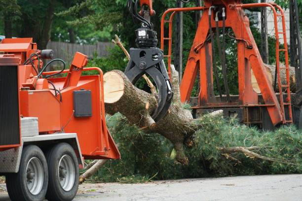 Mulching Services in Brandon, FL